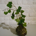 Kokedama rv
